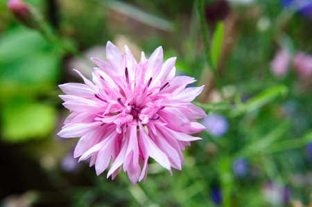 Pink cornflower flower in the garden, centaurea.の写真素材