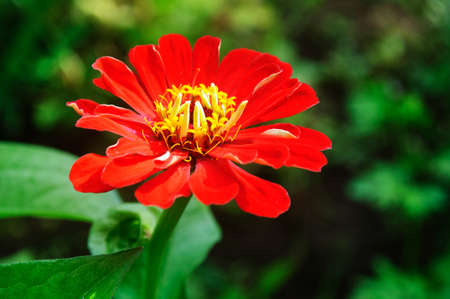 Bright red zinnia flowers in the garden.の写真素材