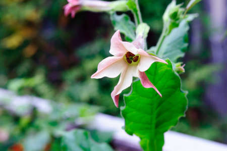 Fragrant tabak bloom in the garden, shallow depth of field.の写真素材