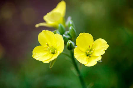 Yellow arugula flowers in the summer garden, close up.の写真素材
