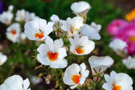 Bright white nemesia flowers in the garden., selective focus.の写真素材