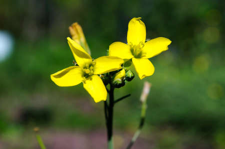 Yellow flower grass arugula in the summer garden, close up.