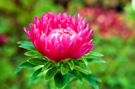 Pink aster on a blurred green background, close up.の写真素材