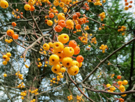 Clusters of wild apple fruit on a tree.