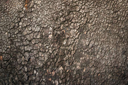 The texture of the brown bark of an old tree.の写真素材