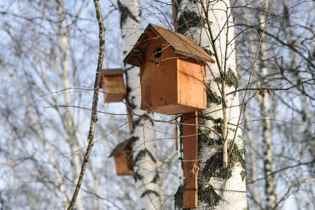 Birdhouse on a birch trunk in the forest, selective focus.