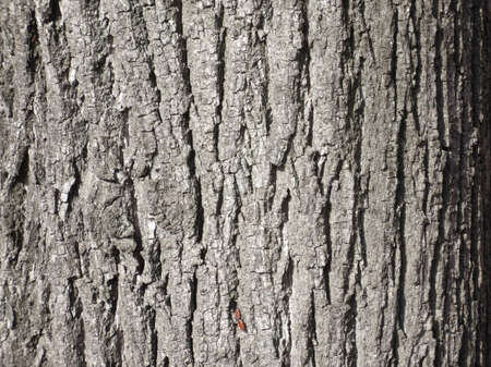 The surface texture of bark of old aspen, background.
