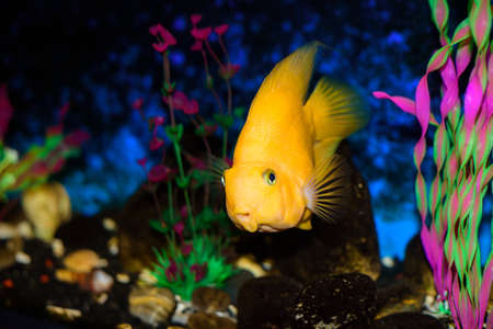 Orange parrot fish in a bright aquarium, selective focus.の写真素材