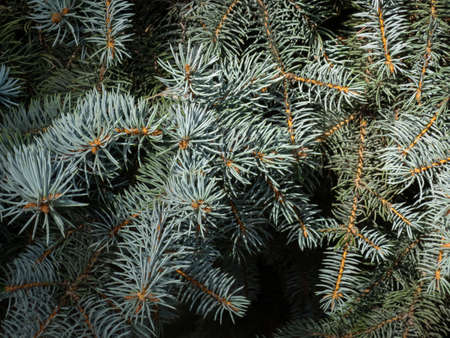 Close up branches of the blue spruce in the park, background.