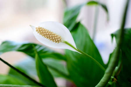 White Spathiphyllum flower in the garden.の写真素材