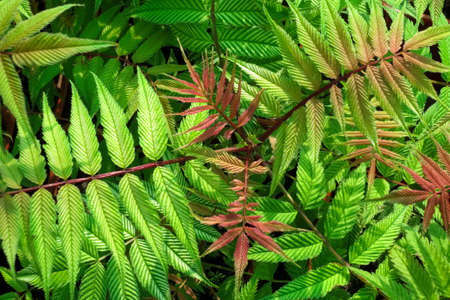 Top view green red leaves of sorbaria sorbifolia.の写真素材