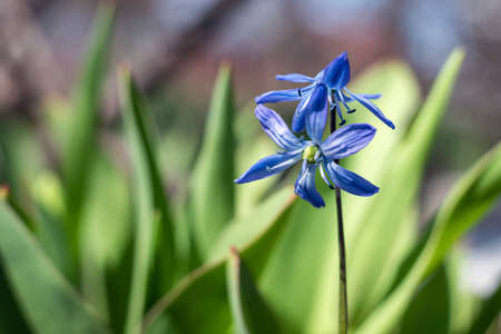 Blue Scilla siberica flowers in the garden, selective focus.の写真素材