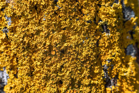 Bright yellow lichen on a tree trunk in the forest, background.の写真素材