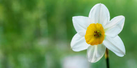 White Narcissus flower on a green background, close up.の写真素材