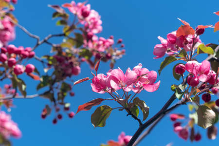 Apricot blossom against the blue sky.の写真素材