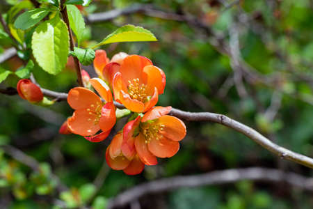 Japanese quince blooms in the garden.の写真素材