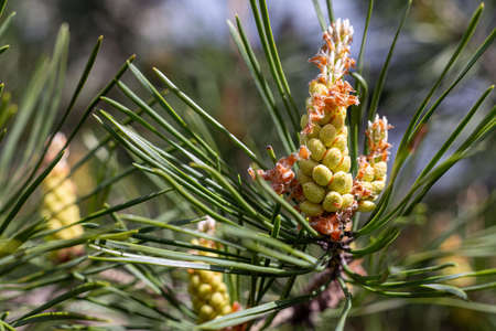 A young growing cone on a pine branch, close up.