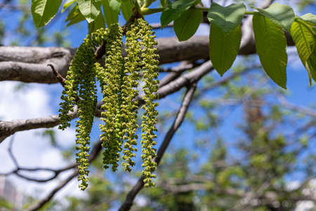 The Manchurian walnut tree blooms in the park in spring.