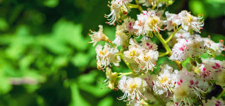 Close up bright chestnut blossom in spring, background.の写真素材