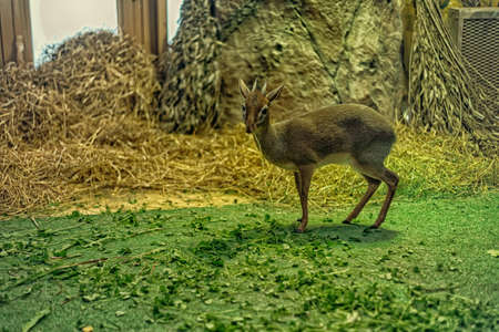 The smallest antelope Dikdik, selective focus.の写真素材