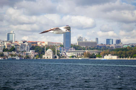 A white gull flies over the Bosphorus, Istanbul, Turkey.の写真素材