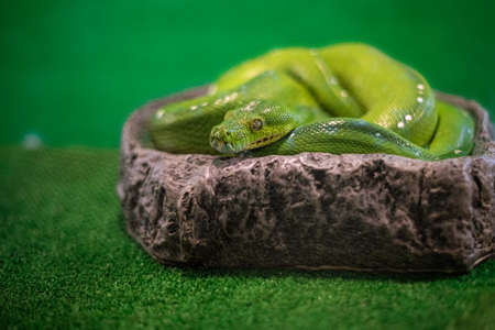 Close up green tree Python.
