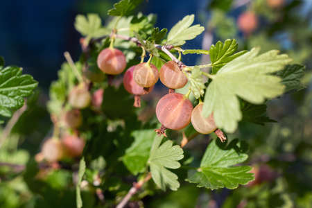 Gooseberry berries on a bush in the garden.の写真素材