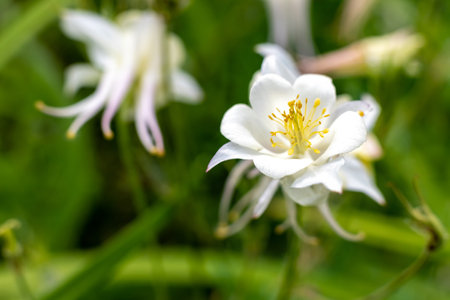 White Aquilegia flower in the summer garden, selective focus.の写真素材