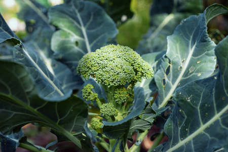 Fresh green broccoli growing in the garden.の写真素材
