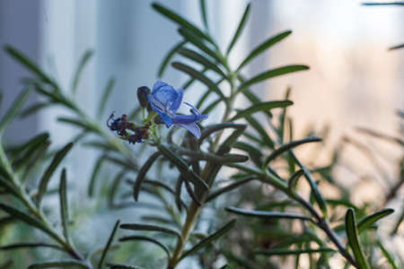 Close up blue rosemary flower on the window, selective focus.の写真素材