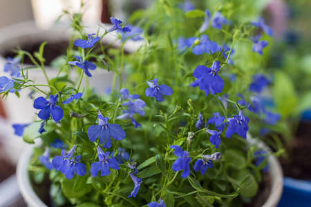 Blue Lobelia flowers in the garden, background.の写真素材