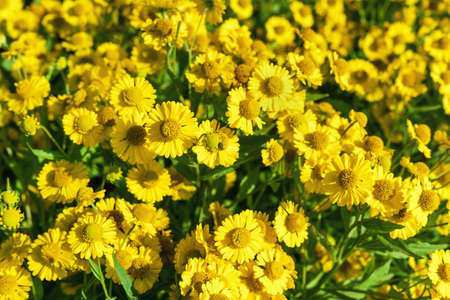 Yellow Helenium flowers in bright sunlight, background.の写真素材