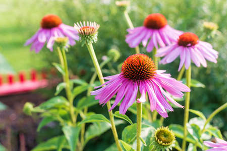 Beautiful Echinacea purpurea flowers in the garden, selective focus.の写真素材