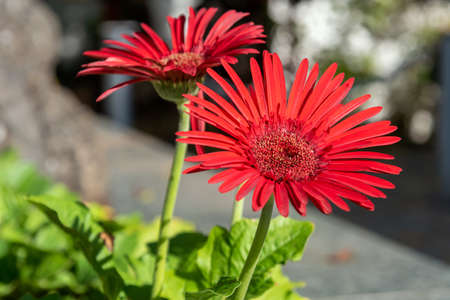 Red Gerbera flower in the autumn garden.の写真素材