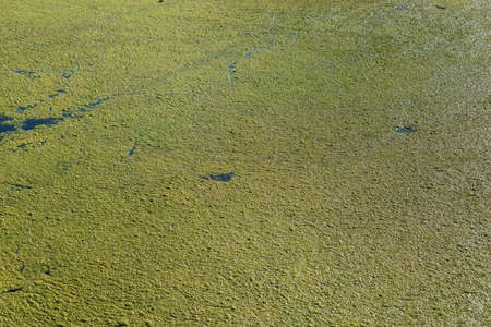 Green mud on the surface of the swamp, background.の写真素材