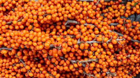 Fresh orange sea buckthorn berries on the branches, background.の写真素材
