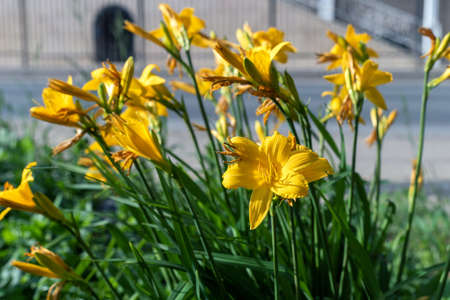 Beautiful Hemerocallis lilioasphodelus flowers in the park, soft focus.の写真素材