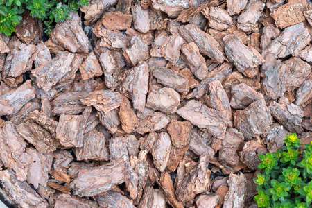 Decorative coating of pine bark in the garden, background, top view.の写真素材