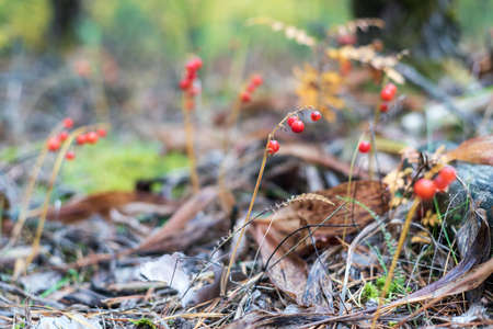 Red Convallaria berries in the autumn forest, shallow depth of field.