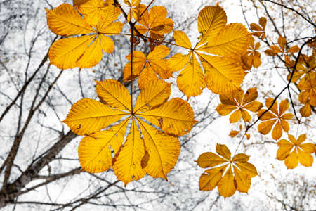 Yellow chestnut leaves in the park in autumn, background.