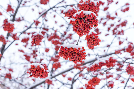 Snow covered bunches of red rowan berries.の写真素材