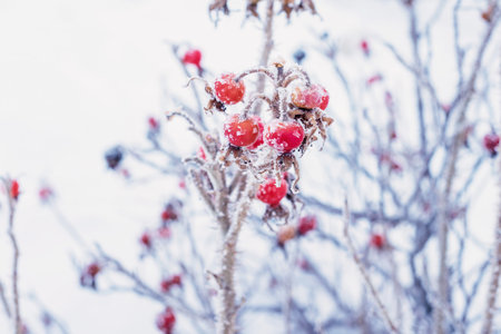 Red rosehip berries on a branch in winter.の写真素材