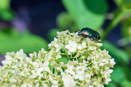 A green beetle Cetoniinae on a flower in the garden.の写真素材
