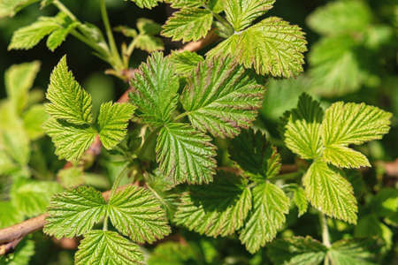 Young green leaves on a raspberry bush.