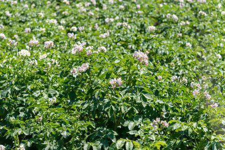 Flowering on potato bushes on the farm.の写真素材