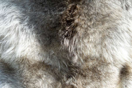 Texture of natural gray wolf fur, background.