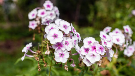 White phlox flowers in the summer garden.の写真素材