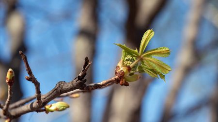 A young chestnut leaf emerges from a bud in spring.