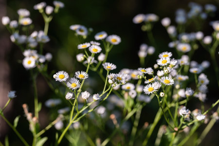 White flowers of erigeron annuus on a sunny day.の写真素材