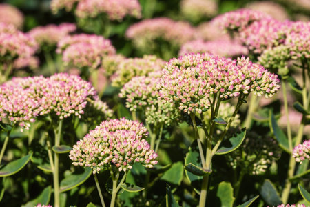 Sedum telephium inflorescences in the garden.の写真素材